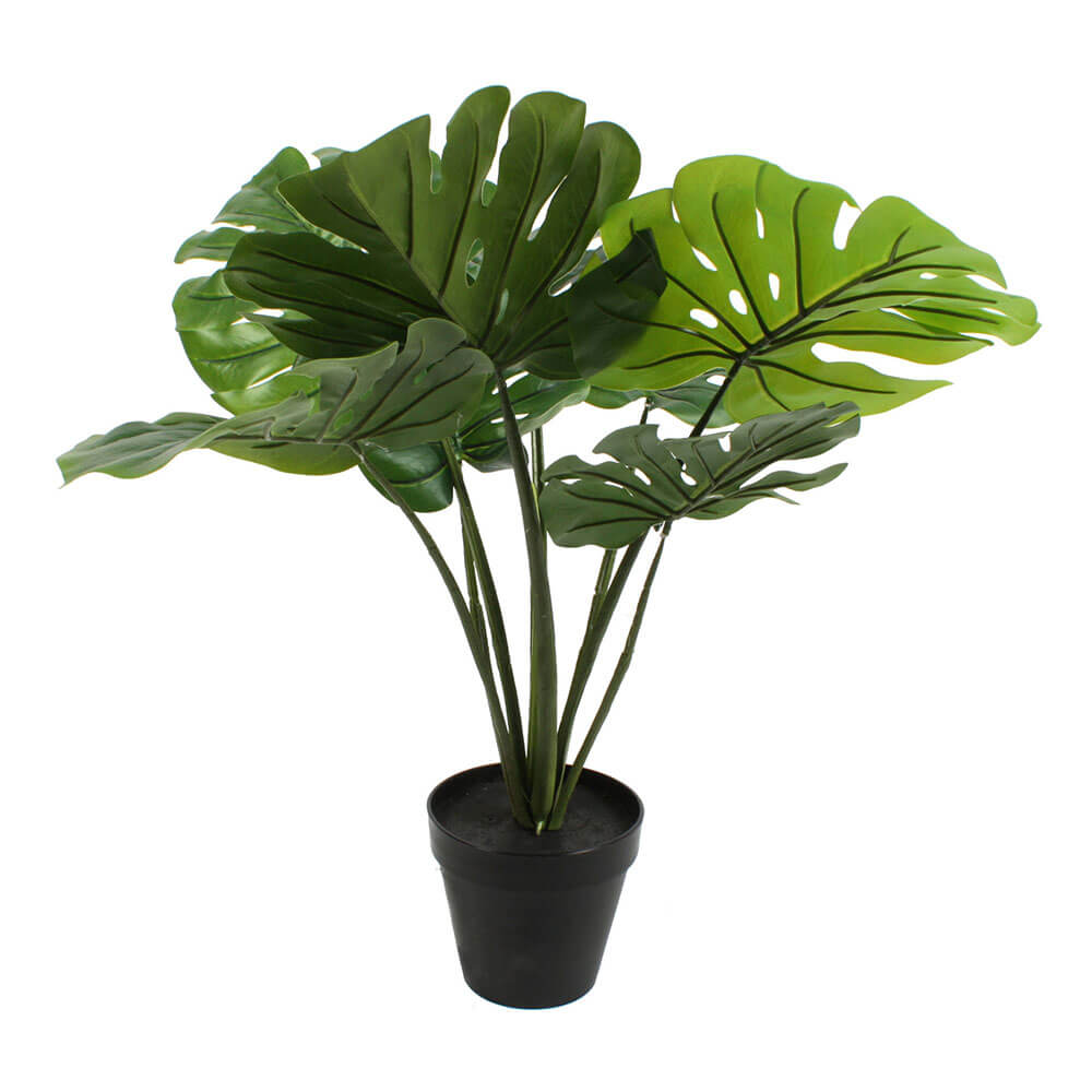 Plant in Pot 60cm