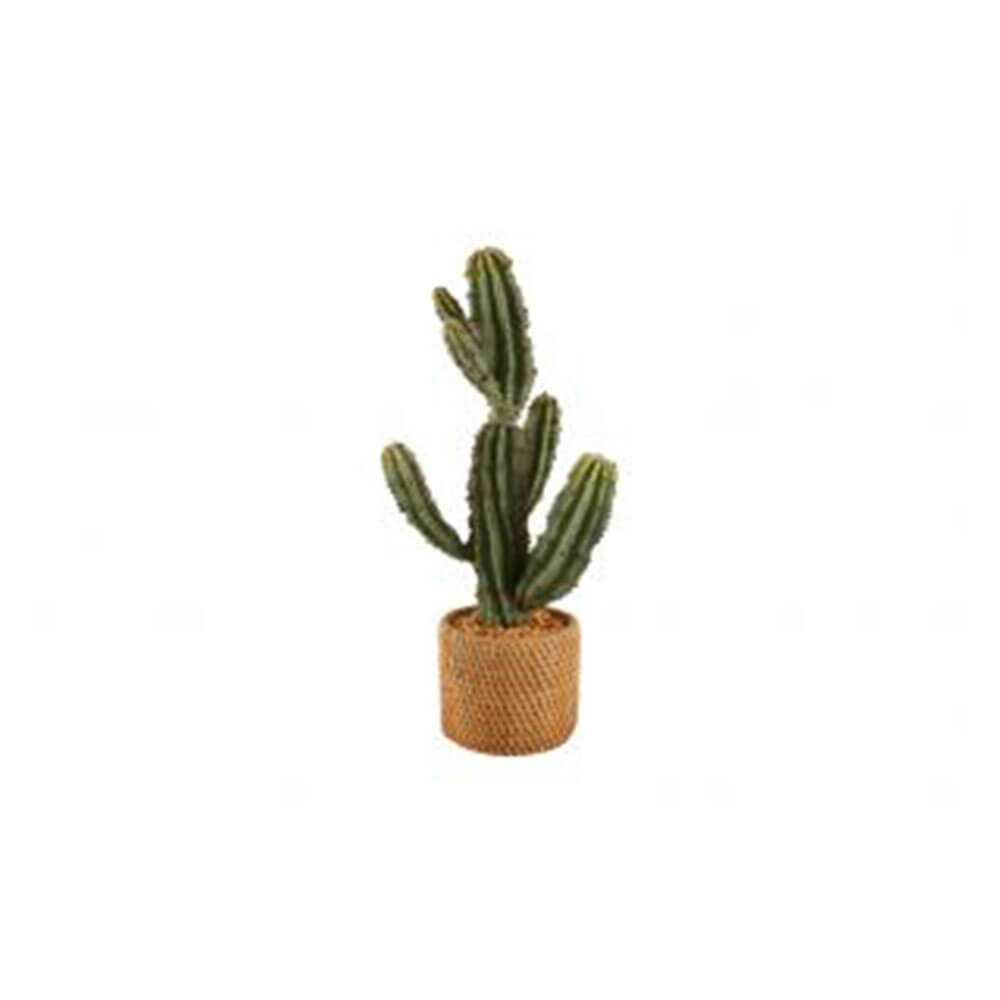 Cereus in Ceramic Weave Pot (47x14cm)